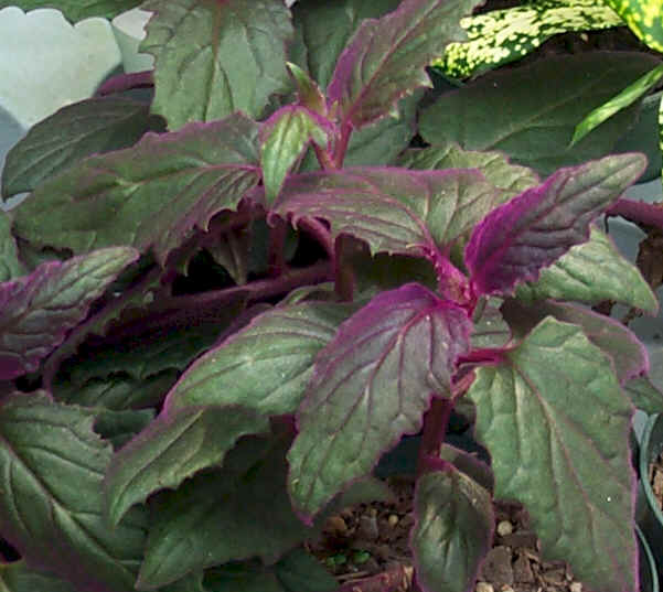 Gynura Sarmentosa